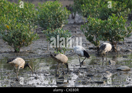 Wilde Sacred Ibis (Threskiornis Aethiopicus) im Mangrove Sumpf Wattenmeer, Guandu, Taiwan Stockfoto