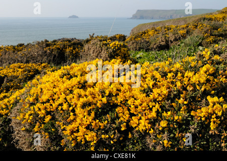 Ginster-Büsche (Ulex Europaeus) Blüte auf Klippe top mit Pentire Head im Hintergrund, Polzeath, Cornwall, England Stockfoto