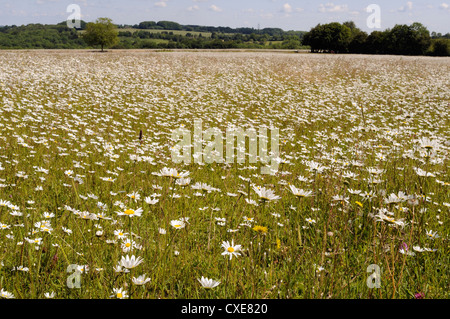 Dichten Teppich Ochse Auge Gänseblümchen oder Margeriten (Leucanthemum Vulgare) im Mähwiese, Wiltshire, England Stockfoto