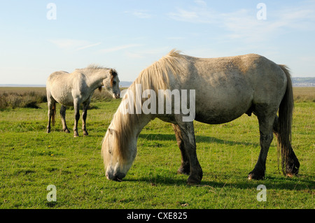 Zwei Welsh Mountain Ponys (Equus Caballus) Weiden, Llanrhidian Salzwiesen, The Gower Halbinsel Wales Stockfoto