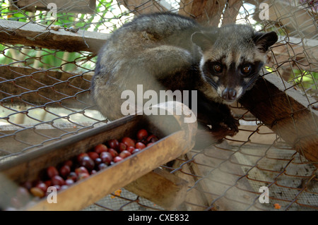 Bild von einem Luwak auf einer Ranch im Besitz von der Kaffee-Industrie Luwakmas Stockfoto