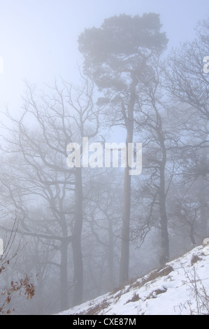 Nebligen Bäume in Campsie Glen in der Nähe von Glasgow, Schottland Stockfoto