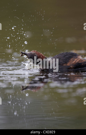 Wenig Grebe oder Dabchick, Tachybaptus Ruficollis fangen Fische in diesem Fall eine drei-gespinnt Stichling, East Yorkshire, UK Stockfoto