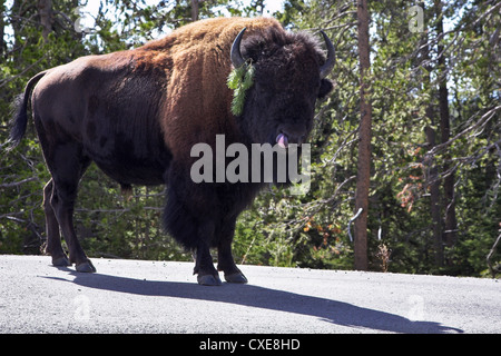 Bisons im Yellowstone-Nationalpark unterwegs Stockfoto