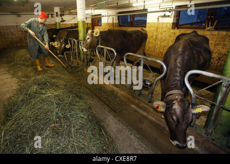 Tirol, ein Bauer seine Kühe im Stall füttern Stockfoto