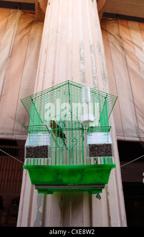 Cadiz, Kanarienvogel in einem Käfig auf einer Säule in der Markthalle Stockfoto