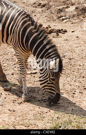 Zebra, Essen Stockfoto