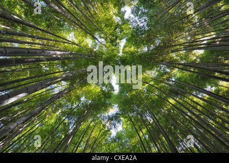 Die Arashiyama Bambuswald. Stockfoto