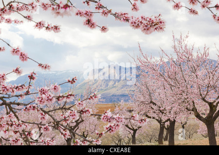 Frühling Mandelblüte, Andalusien, Spanien, Europa Stockfoto