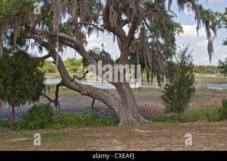 Low-Land Feuchtgebiete bei Boone Hall Plantation in Mt. Pleasant, SC, einem Vorort von Charleston. Stockfoto