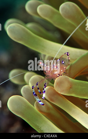 Anemone Garnelen (Periclimenes Holtuisi), Philippinen, Südostasien, Asien Stockfoto