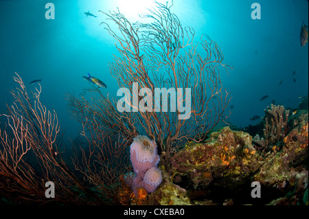 Riff-Szene mit Ventilator Korallen und Vase Schwamm, St. Lucia, Karibik, Karibik, Mittelamerika Stockfoto