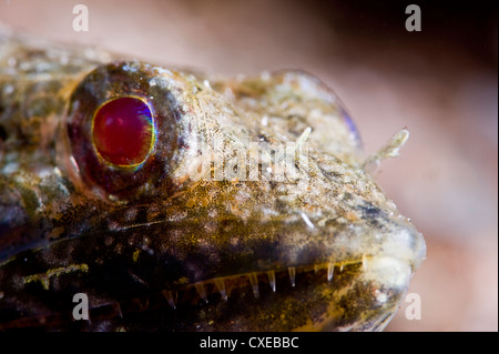 Sand-Taucher (Synodus Intermedius), St. Lucia, West Indies, Karibik, Mittelamerika Stockfoto