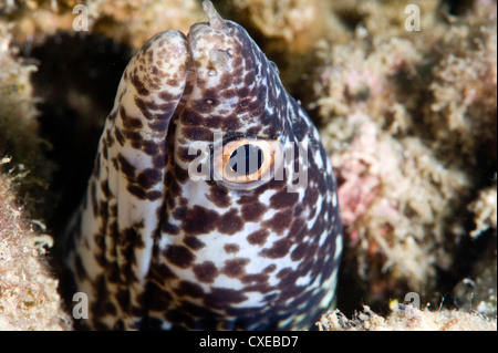 Spotted Muräne (Gymnothorax Moringa), St. Lucia, West Indies, Karibik, Mittelamerika Stockfoto