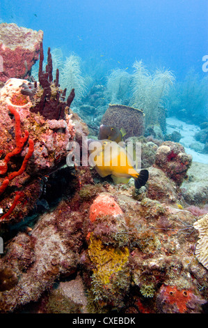 Weiß getupft Feilenfisch (Cantherhines Macrocerus), St. Lucia, West Indies, Karibik, Mittelamerika Stockfoto