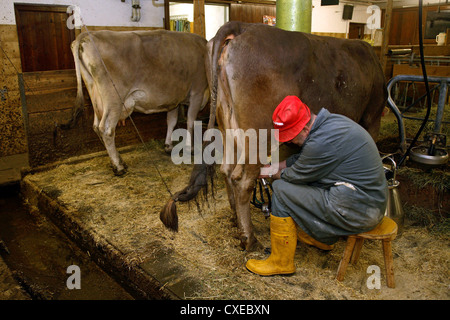 Tirol, nutzt ein Bauer eine Melkmaschine zum Euter einer Kuh im Stall Stockfoto