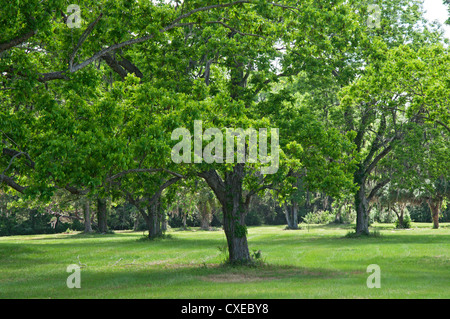 Pecan Grove bei Boone Hall Plantage in der Nähe von Charleston, South Carolina. Stockfoto