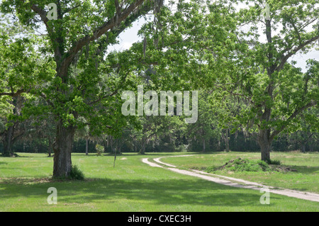 Pecan Grove bei Boone Hall Plantage in der Nähe von Charleston, South Carolina. Stockfoto