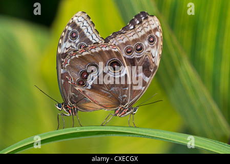 Erwachsenen Blue Morpho Schmetterlinge Paarung Stockfoto