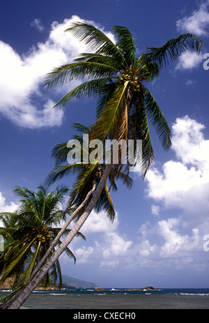 Kokospalme, Kokospalmen, Strand, Stadt der Calibishie, Calibishie, Dominica, West Indies, Karibik Stockfoto