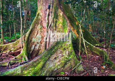 Riesige Wurzeln eines schwarzen Booyong-Baumes im Lamington National Park. Stockfoto