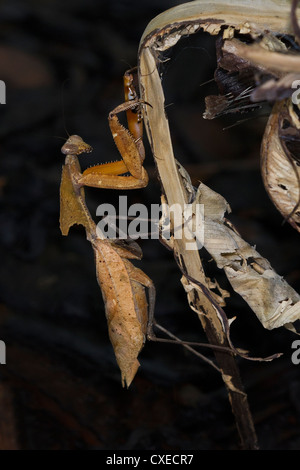 Ein totes Blatt Mantis Klettern ein totes Blatt Stockfoto