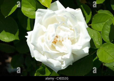 Frau Karl Druschki stieg in voller Blüte im Garten. Stockfoto