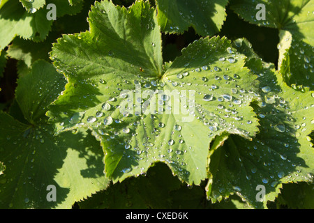 Wassertropfen auf einem Blatt in den frühen Morgenstunden. Stockfoto