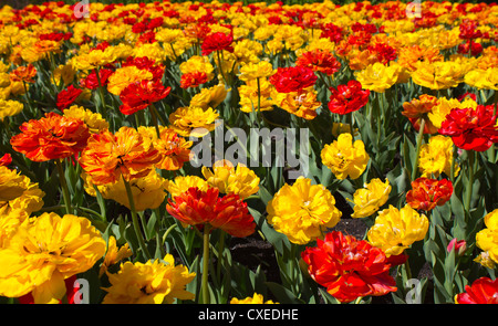 Bereich der bunte Tulpen in voller Blüte Stockfoto