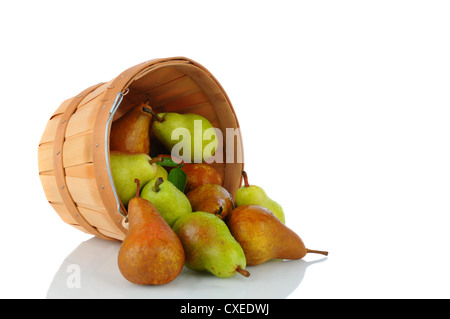 Ein Korb voller frisch gepflückt Bartlett und Bosc Birnen drauf s Seite Verschütten auf der Oberfläche. Stockfoto