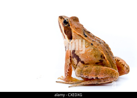 Rana Arvalis. Frosch auf weißem Hintergrund anlegen. Stockfoto