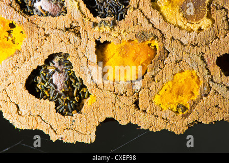 Eine Nahaufnahme von einer Kolonie der roten Mauerbiene Stockfoto