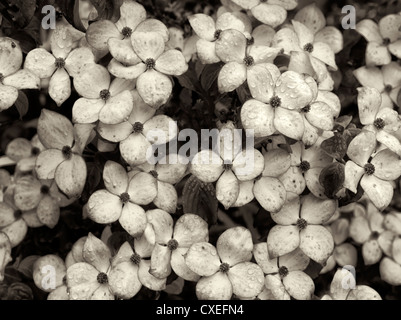 Nahaufnahme von Hartriegel Blumen. Hughes Wassergärten, Oregon Stockfoto