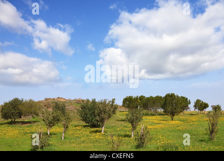 Die bewölkten Himmel und blühenden ländlichen Bereichen Stockfoto