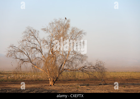 Das Vogelschutzgebiet im Hula-Tal Stockfoto