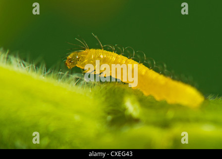 Eine Orange verjährt Schwefel-Raupe Stockfoto