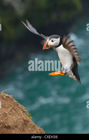 Ein Papageitaucher-Landung Stockfoto