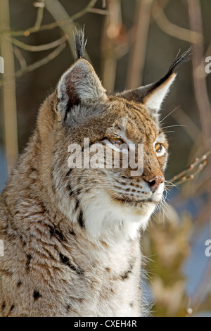 Luchs im Schnee / Lynx Lynx Stockfoto