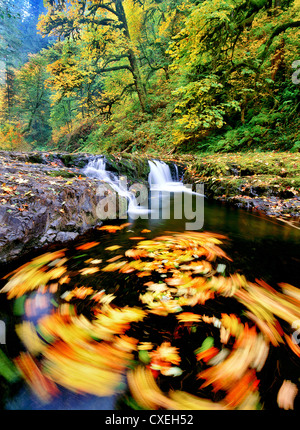 Herbst-farbigen Blätter Big Leaf Maple wirbelnden in North Fork Silver Creek. Silver Falls State Park, Oregon Stockfoto