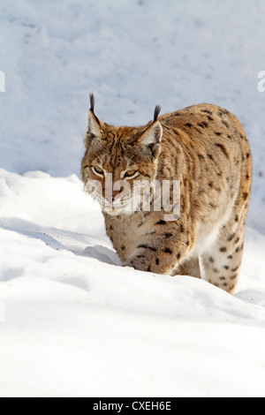 Luchs im Schnee / Lynx Lynx Stockfoto