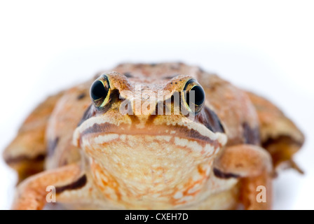 Rana Arvalis. Frosch auf weißem Hintergrund anlegen. Stockfoto