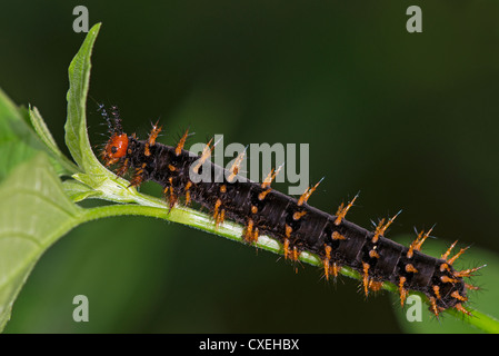 Eine Larve des Schmetterlings Malachit Stockfoto