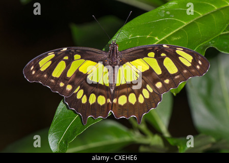 Ein Malachit-Schmetterling ruht auf einem Blatt. Stockfoto