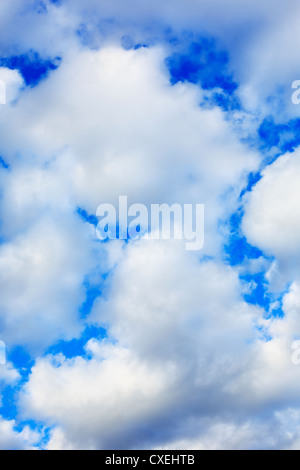 Geschwollene weiße Cumulus-Wolken vor einem blauen Himmel. Stockfoto