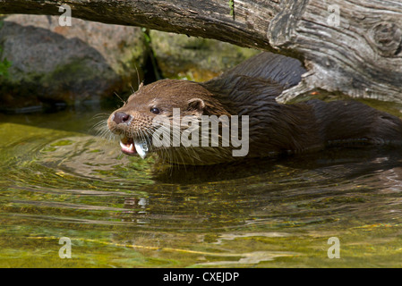 Europäische Otter / Lutra Lutra Stockfoto