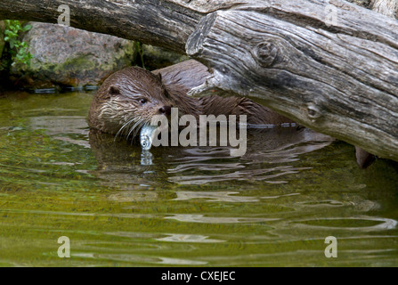 Europäische Otter / Lutra Lutra Stockfoto