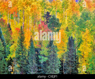 Rot, gelb und grün gefärbte Espe Bäume in einem Wald. San Juan Mountains, Colorado. Stockfoto