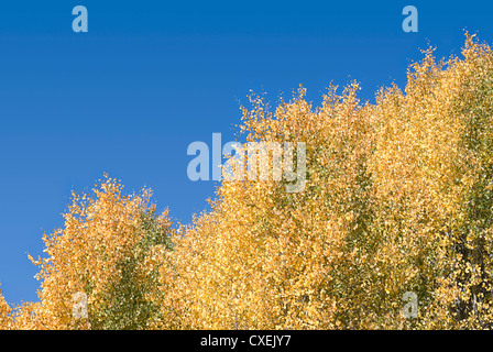 Horizontale abstraktes Bild von Beben Espen Wechsel von Grün auf gelb vor einem strahlend blauen Himmel. Stockfoto