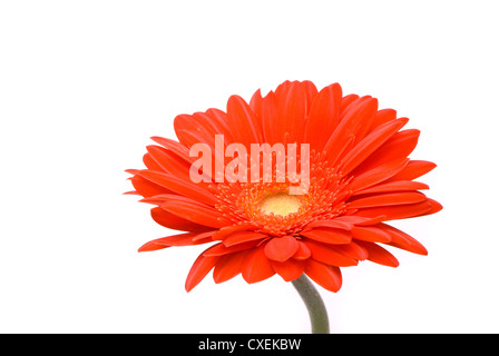 Rote Gerbera Blume auf weißem Hintergrund Stockfoto