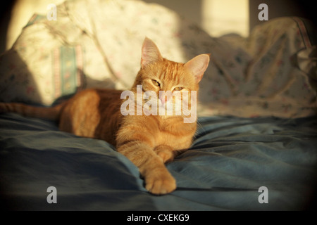 Katze liegend, Sonnenbaden Stockfoto